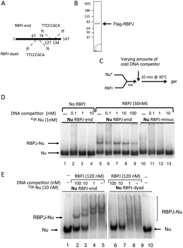 RBPJ interacts with core mononucleosomes.