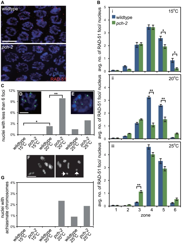 PCH-2's role in regulating recombination is temperature sensitive.