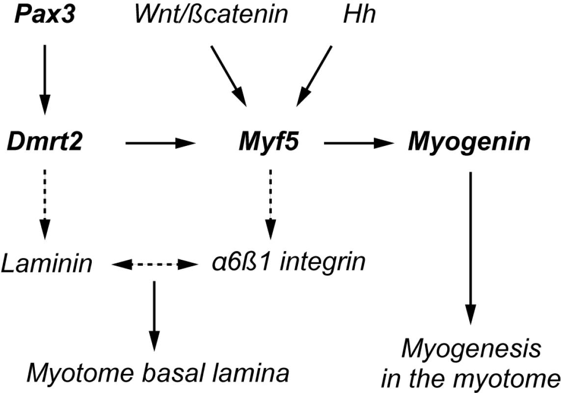 A schematic representation of the regulatory network presented in this paper.