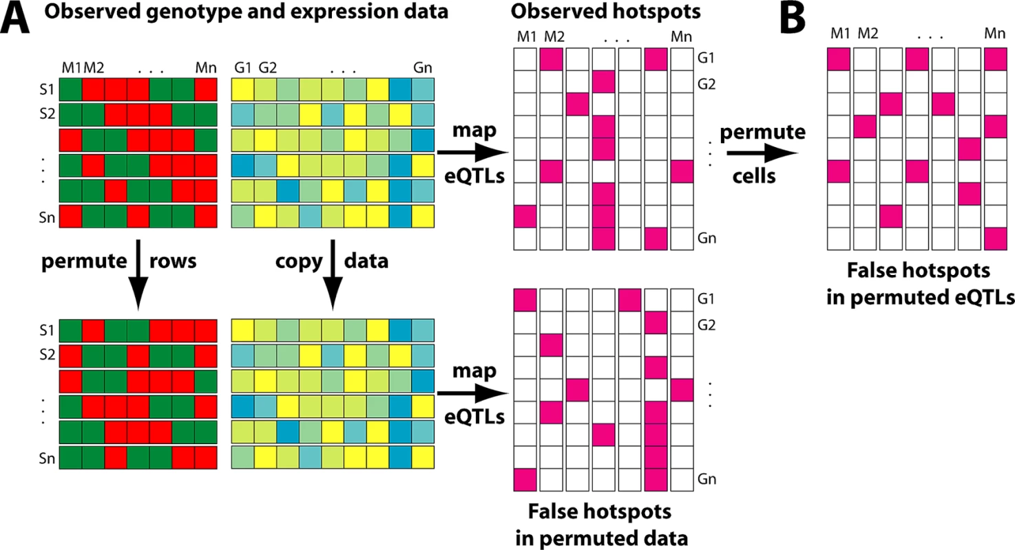 Alternative Permutation Strategies for Determining the Significance of eQTL Hotspots in Linkage and Association Studies.
