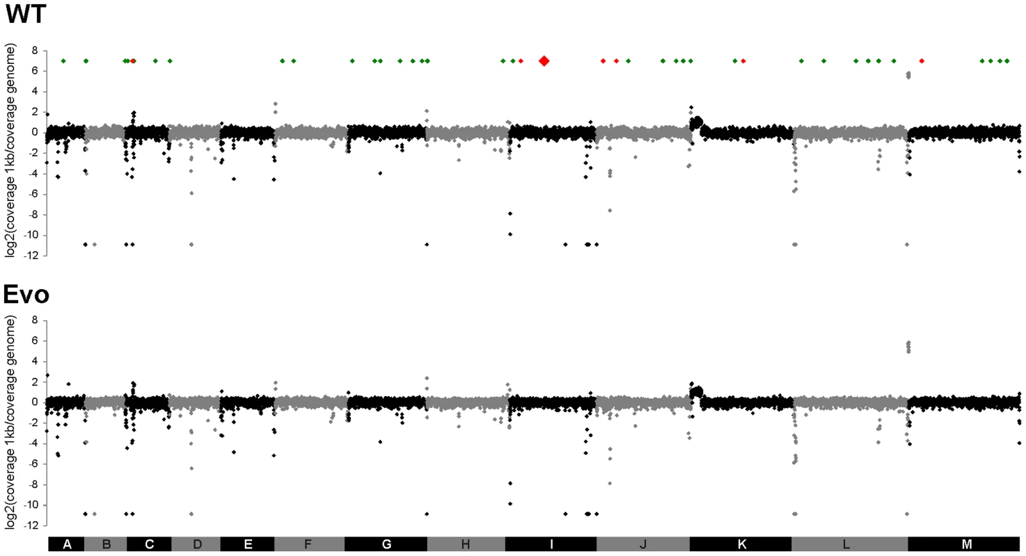 No large-scale genomic changes, but single SNP differences can be detected between WT and Evo strains.