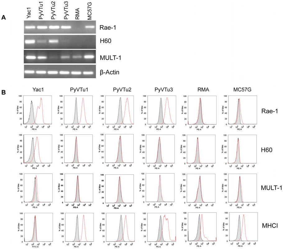 Expression of NKG2D ligands on cell lines established from PyV-induced salivary gland tumors of TCRβ×δ KO mice.