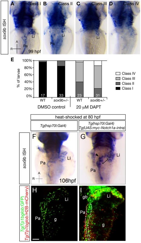 Notch signaling regulates <i>sox9b</i> expression in the intrahepatic and intrapancreatic ducts.