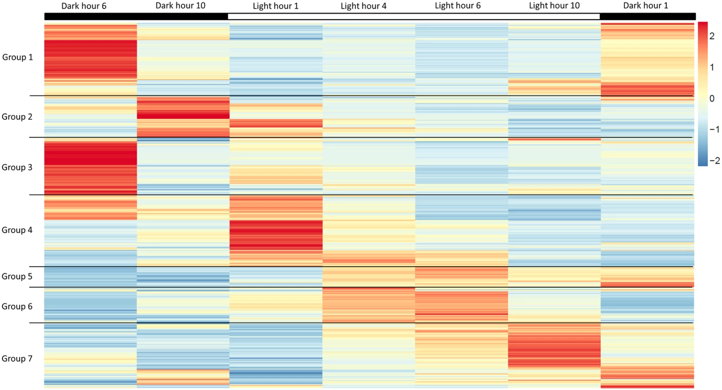 Heatmap of highly expressed genes over 7 time points during the 12 hour light: 12 hour dark photoperiod.