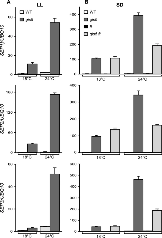 The expression of <i>SEP</i> genes increases in a temperature-dependent way in <i>gis5</i> mutants.