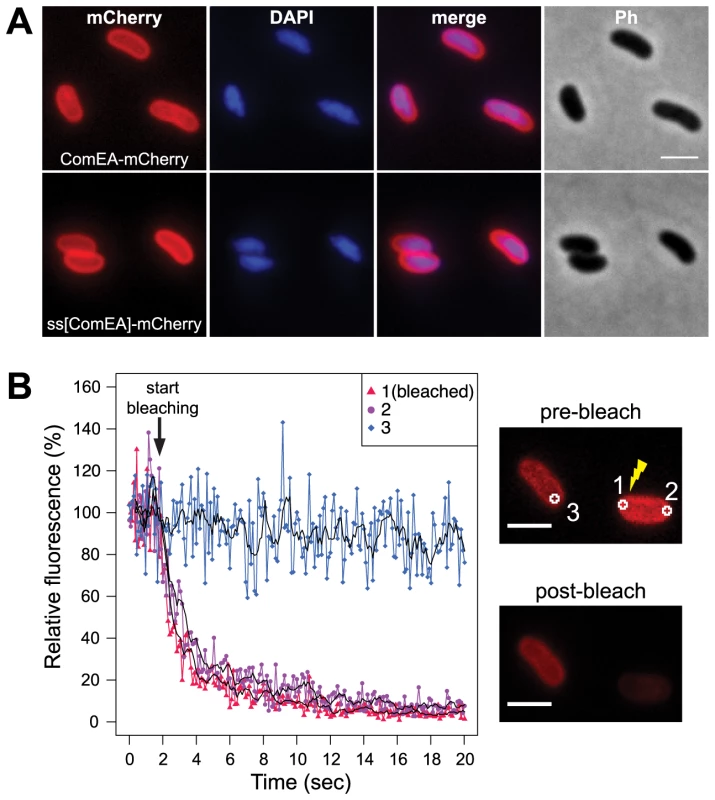 Localization of the ComEA protein in naturally competent <i>V. cholerae</i> cells.