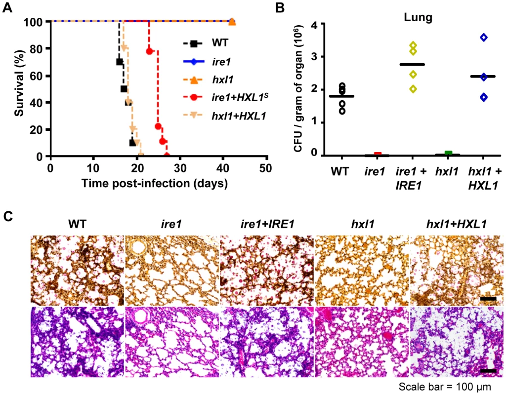 The <i>IRE1</i>-<i>HXL1</i> UPR pathway is essential for virulence of <i>C. neoformans</i>.