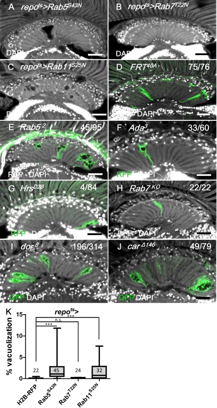 Defect in early endocytic steps and lysosomal trafficking caused lamina vacuolization.