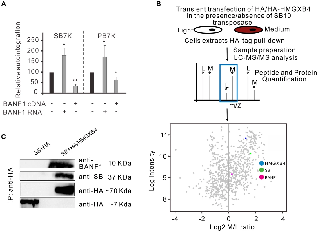 The cellular factor of BANF1 interferes with autointegration.