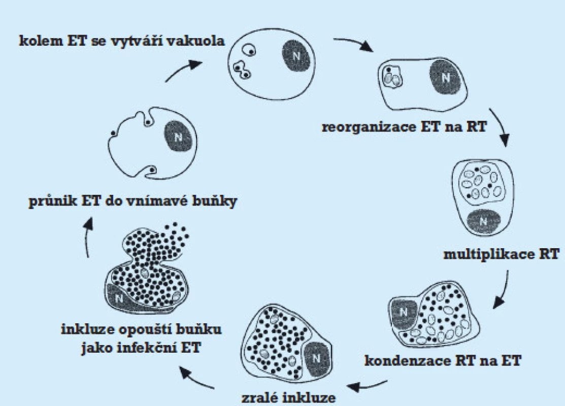 Životní cyklus chlamydia trachomatis.