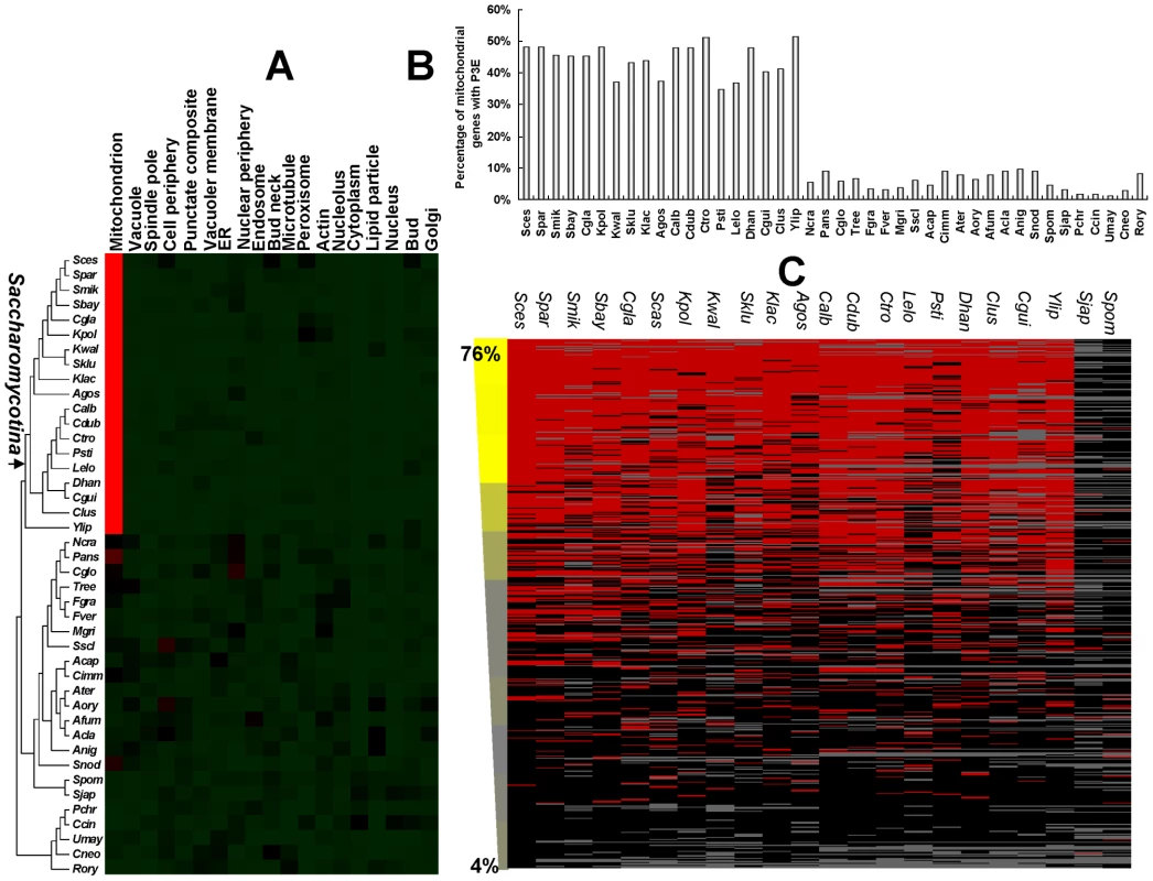 The evolution of the puf3p regulon and mitochondrial biogenesis.