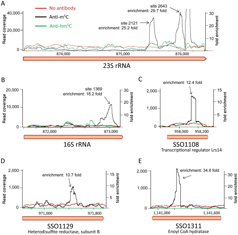 RNA immunoprecipitation with modification-specific antibodies.