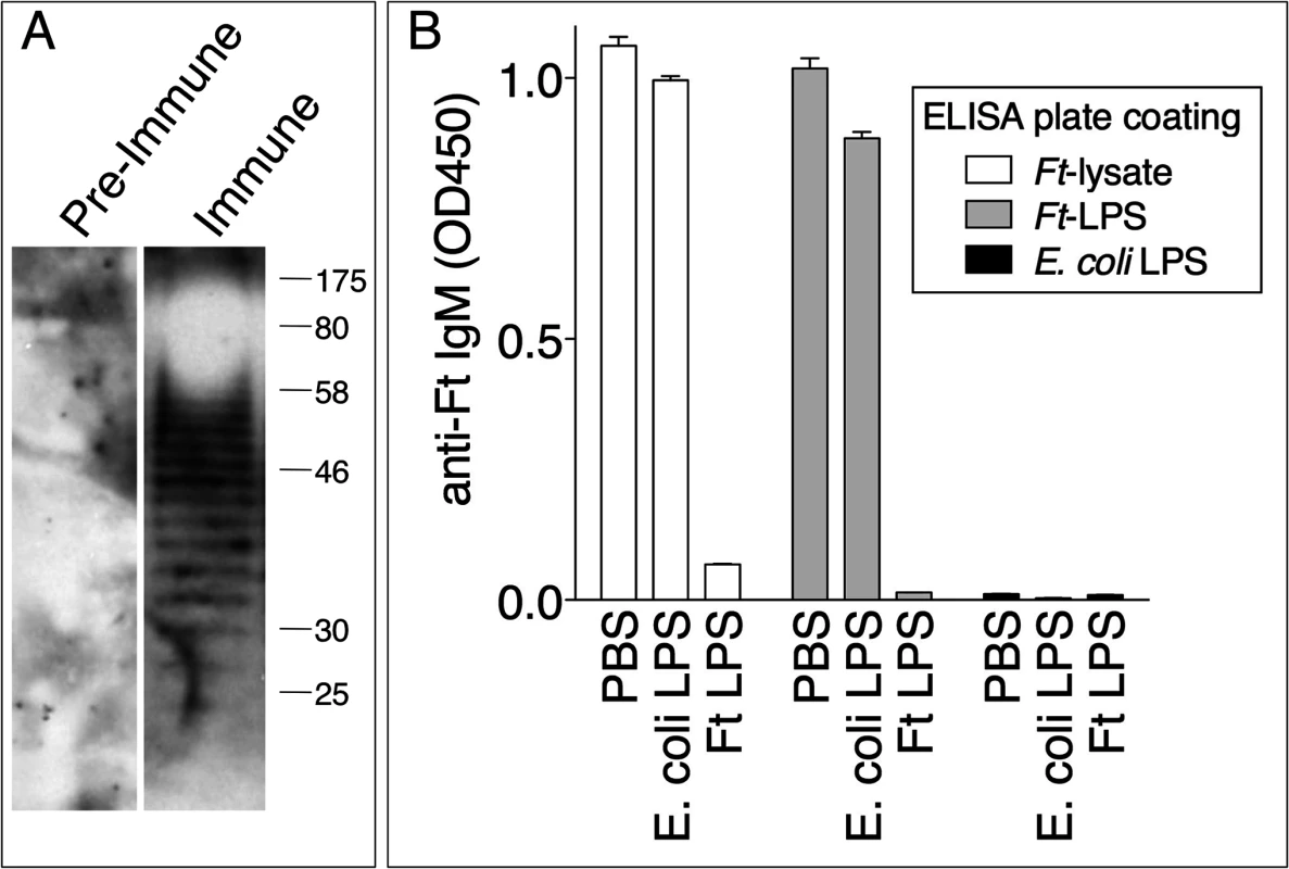 Protective anti-<i>Ft</i> IgM are specific for <i>Ft</i> LPS.