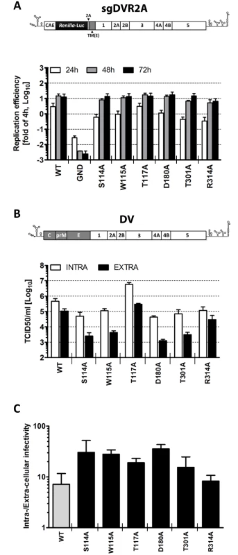 Characterization of selected NS1 mutants reveals specific defects in infectious particle production.
