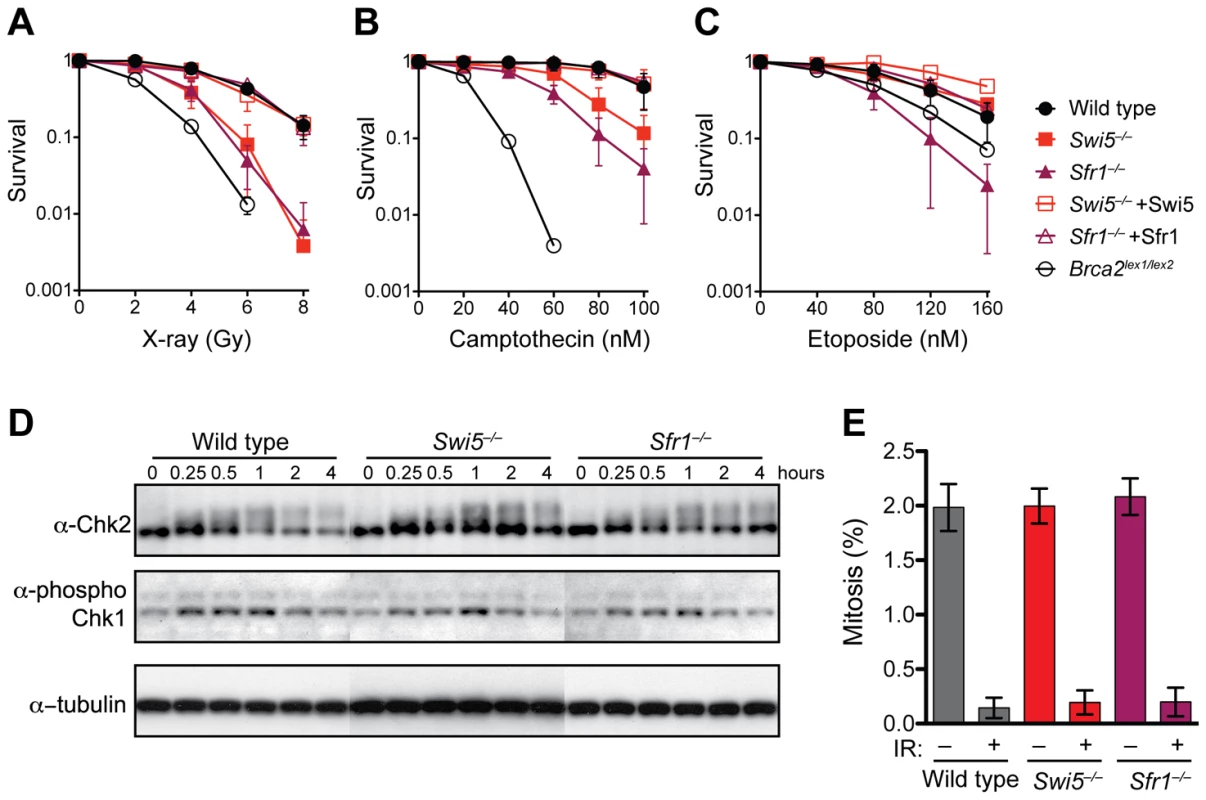 <i>Swi5</i><sup>−/−</sup> and <i>Sfr1</i><sup>−/−</sup> cells are defective in the repair of DNA strand breaks.