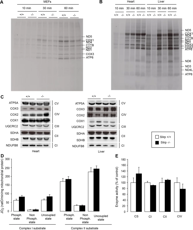 SLIRP regulates the rate of translation but is not essential for respiratory chain activity.
