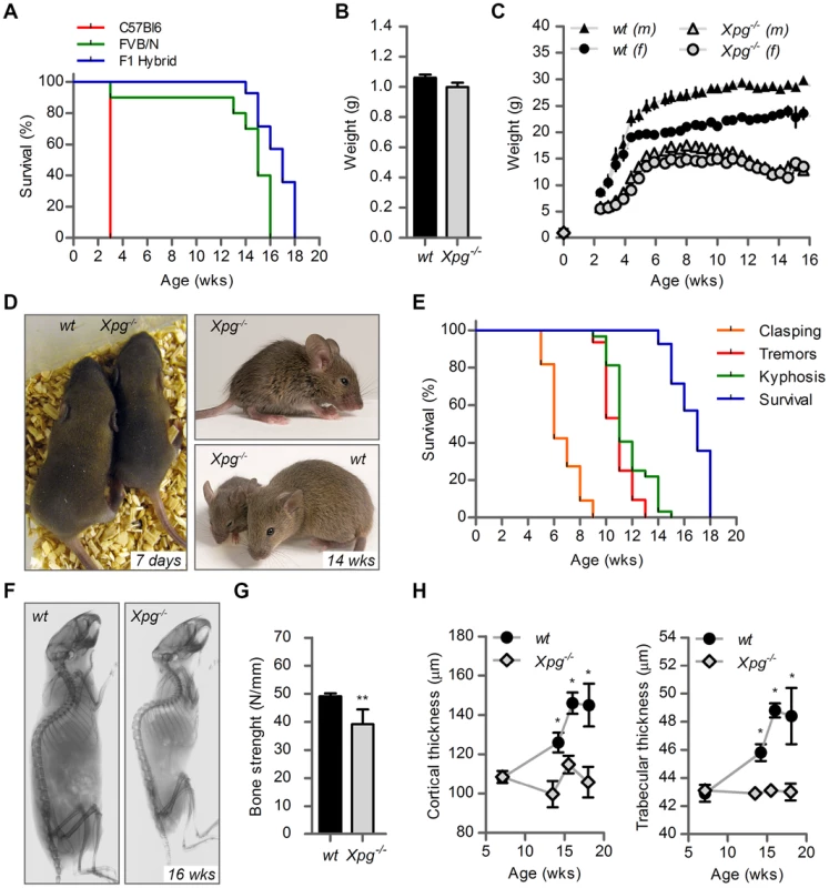 Progeroid characteristics of <i>Xpg<sup>−/−</sup></i> mice.