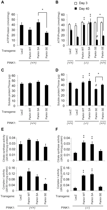 Constitutive expression of SE Parkin compromises mitochondrial function.