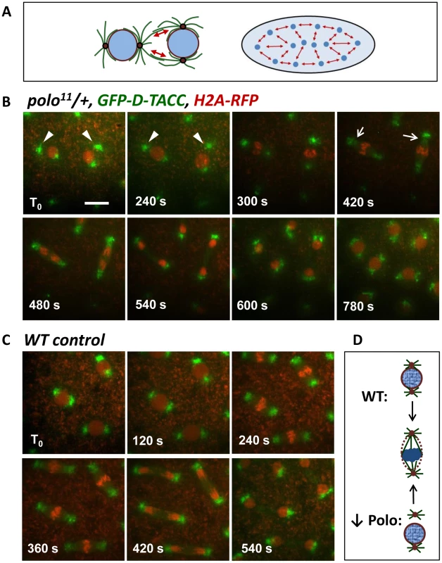 Detached centrosomes from nuclei can be recaptured by the mitotic spindles.