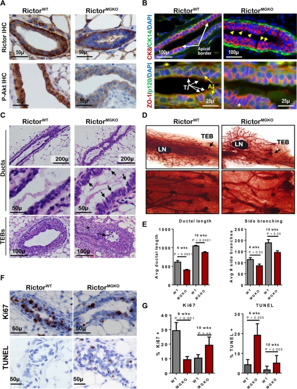 Loss of Rictor disrupts mammary branching morphogenesis in vivo.