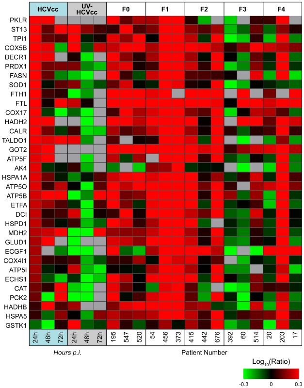 Common regulation of protein abundance changes in HCV-infected Huh-7.5 cells and patient liver tissue.