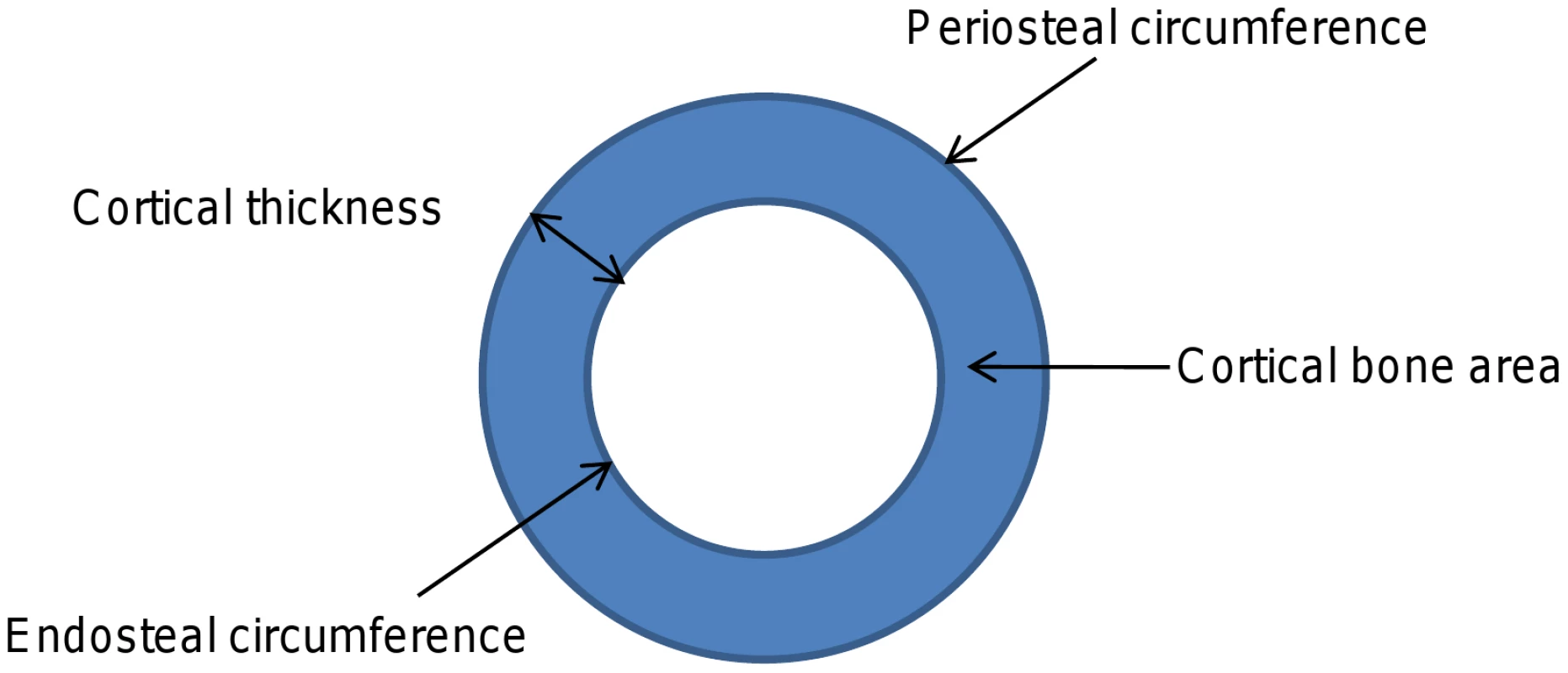 Cartoon depicting different cortical dimensions derived from tibial pQCT scans.