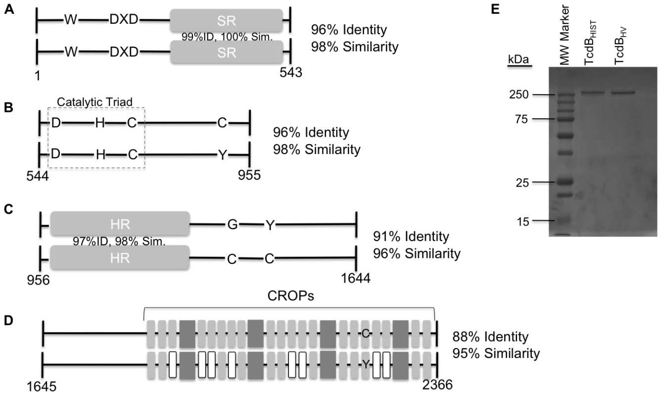 Representation of sequence variation between TcdB<sub>HIST</sub> and TcdB<sub>HV</sub>.