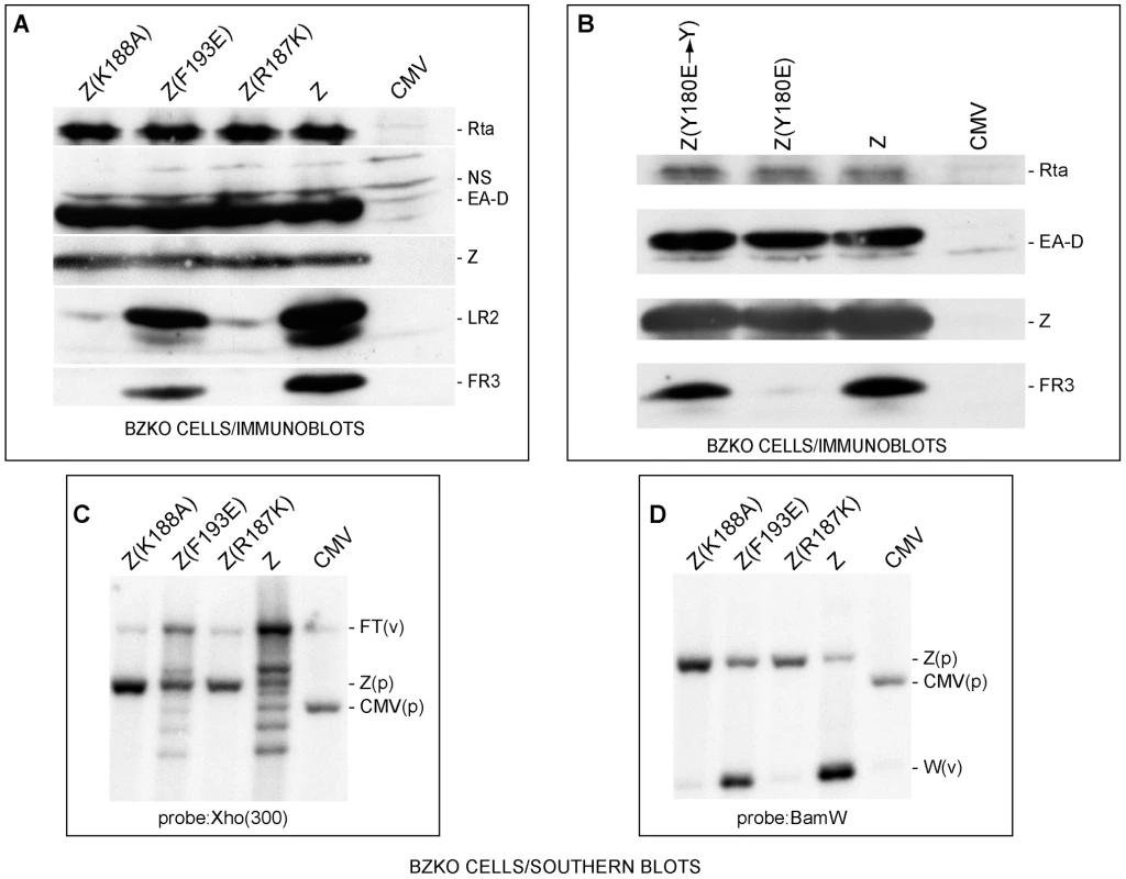 ZEBRA mutants defective in lytic replication and late gene expression.