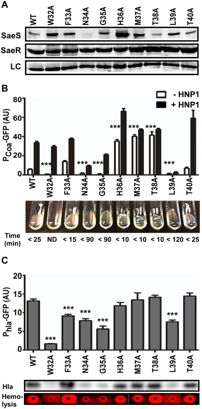 Alanine substitutions in the linker peptide alter the kinase activity of SaeS.