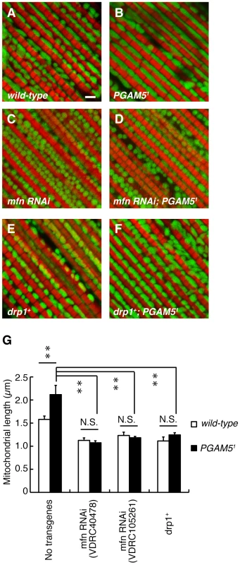 Relationship between <i>dPGAM5</i> and the mitochondrial fusion/fission genes.