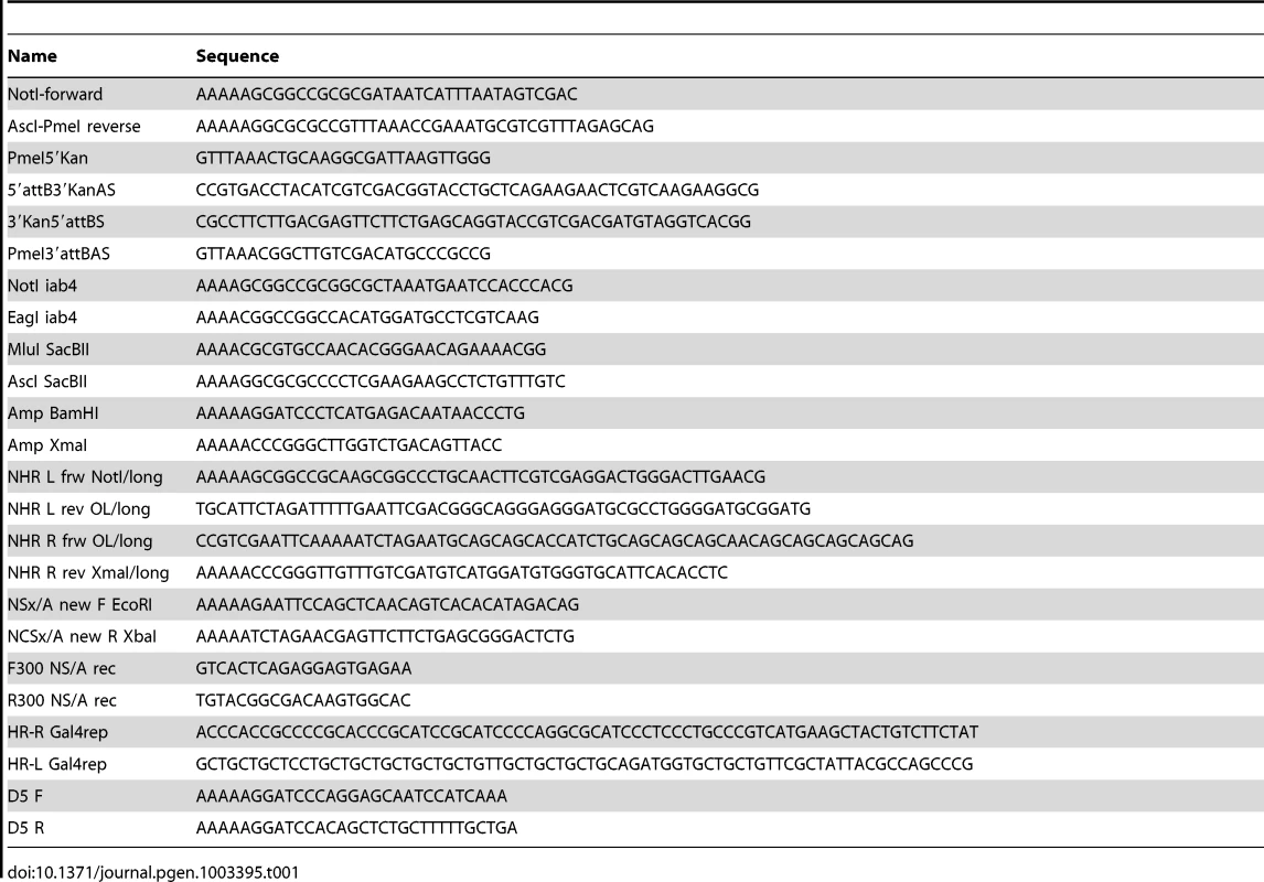 List of primers used to perform the different constructs described in Materials and Methods.