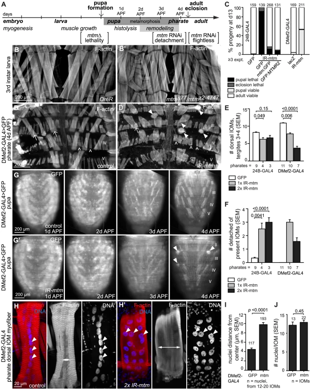Mtm depletion leads to myofiber detachment and morphological defects common with human myotubular myopathy.