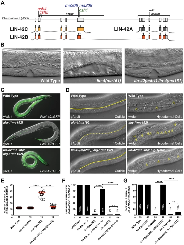 Mutations in <i>lin-42</i> suppress defects in temporal gene expression and cell lineage phenotypes of heterochronic miRNA mutants.