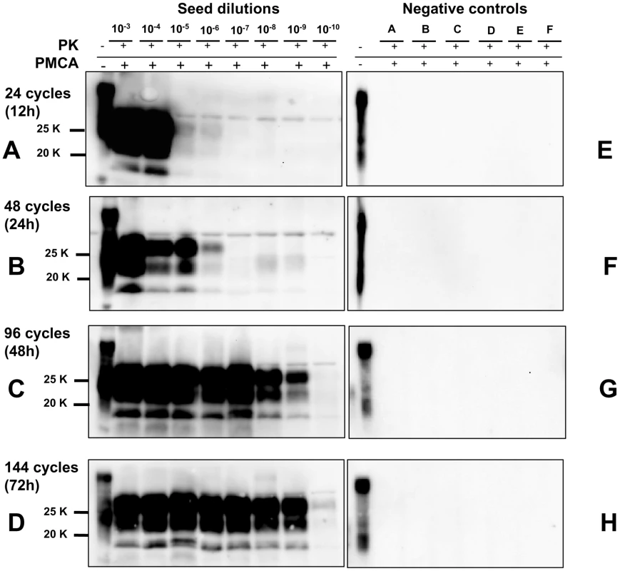 Kinetics of PrP<sup>Sc</sup> amplification during a single round of PMCA.