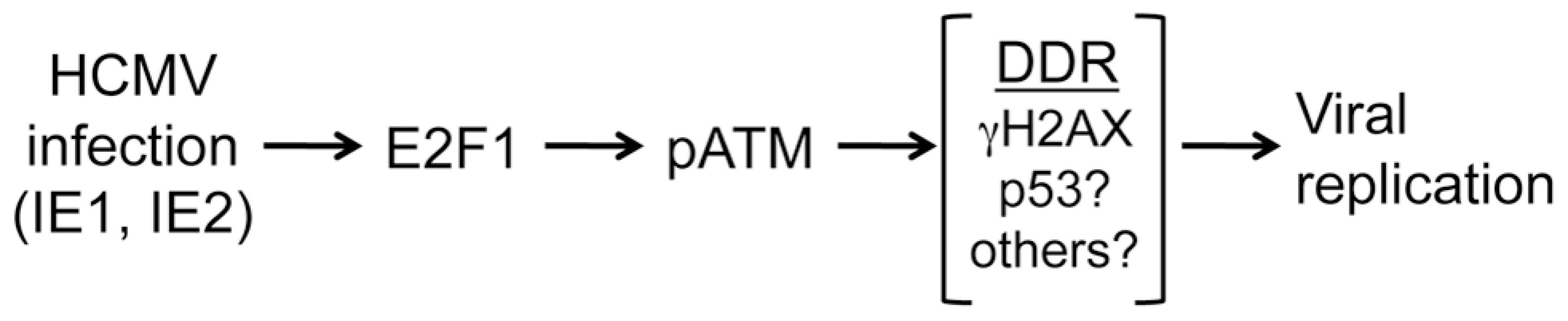 Model showing the relationship between infection, E2F1, ATM activation and HCMV replication.