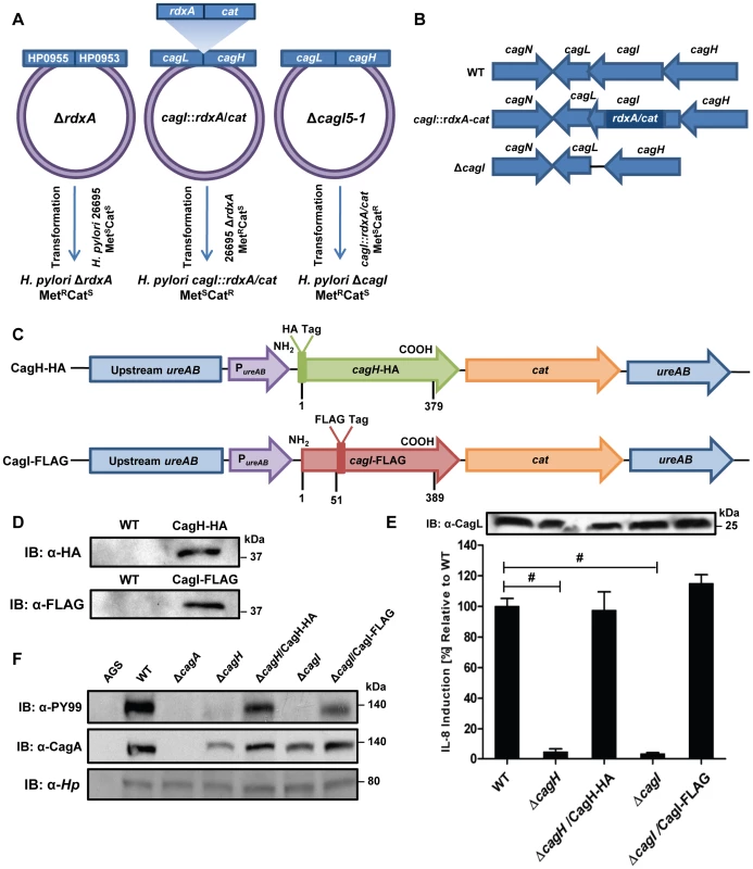 Functional analysis of CagH and CagI.