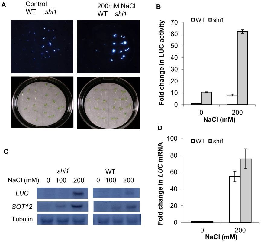 Characterization of the <i>shi1</i> mutant.