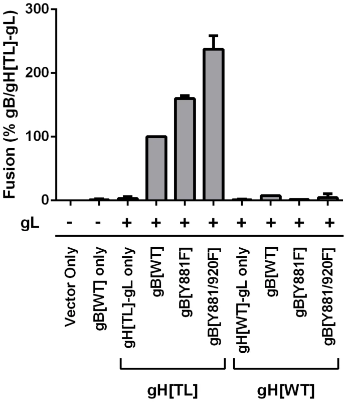 Truncation of the gHcyt causes enhanced <i>in vitro</i> cell-cell fusion.