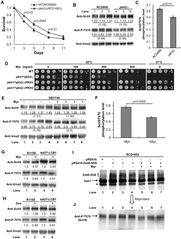 Evidence for the sphingolipid→Pkh1/2→Sch9 pathway.