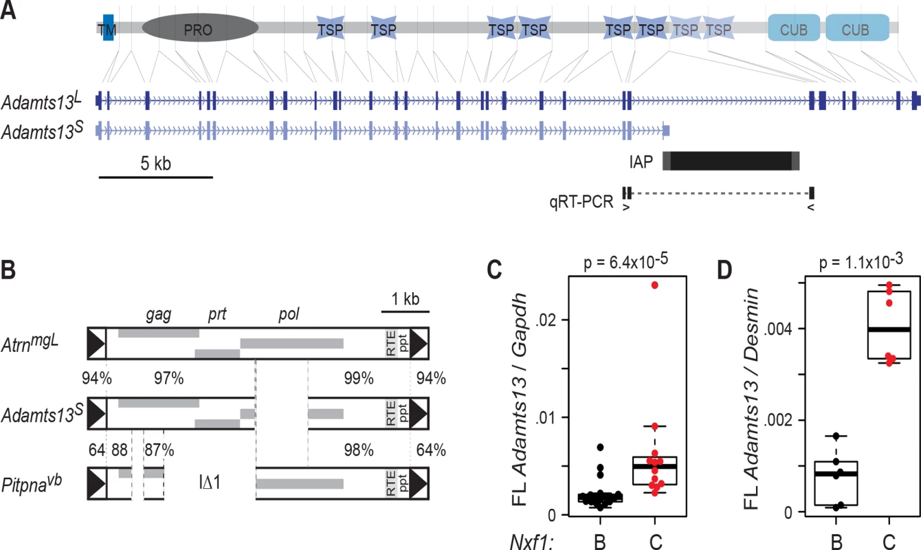 <i>Adamts13</i><sup><i>S</i></sup> is suppressed by congenic <i>Nxf1</i><sup><i>CAST</i></sup>.