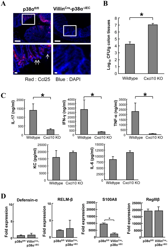 Analysis of chemokines Ccl25 and Cxcl10, and antimicrobial gene expression.