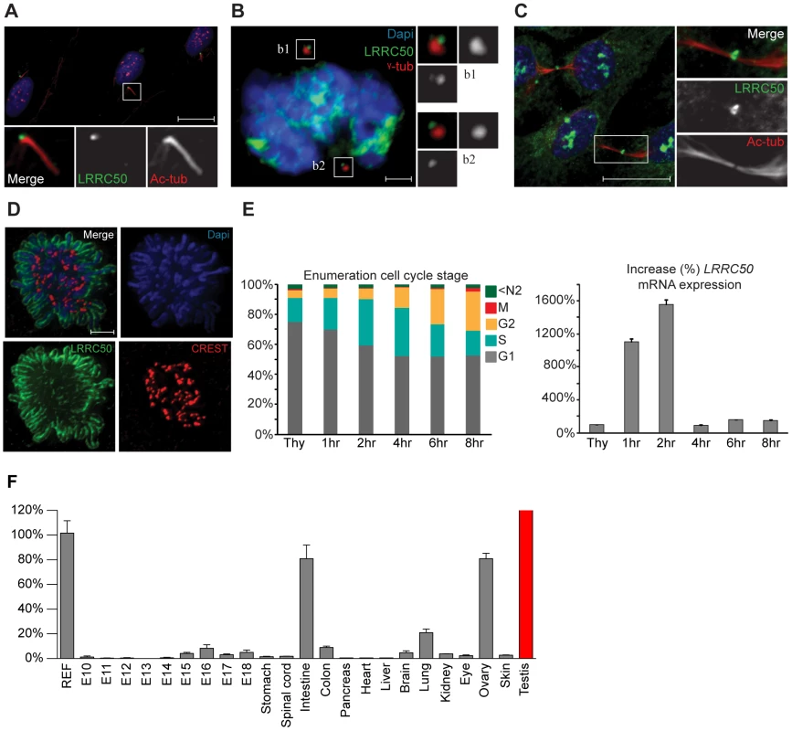 Localization and expression of LRRC50.
