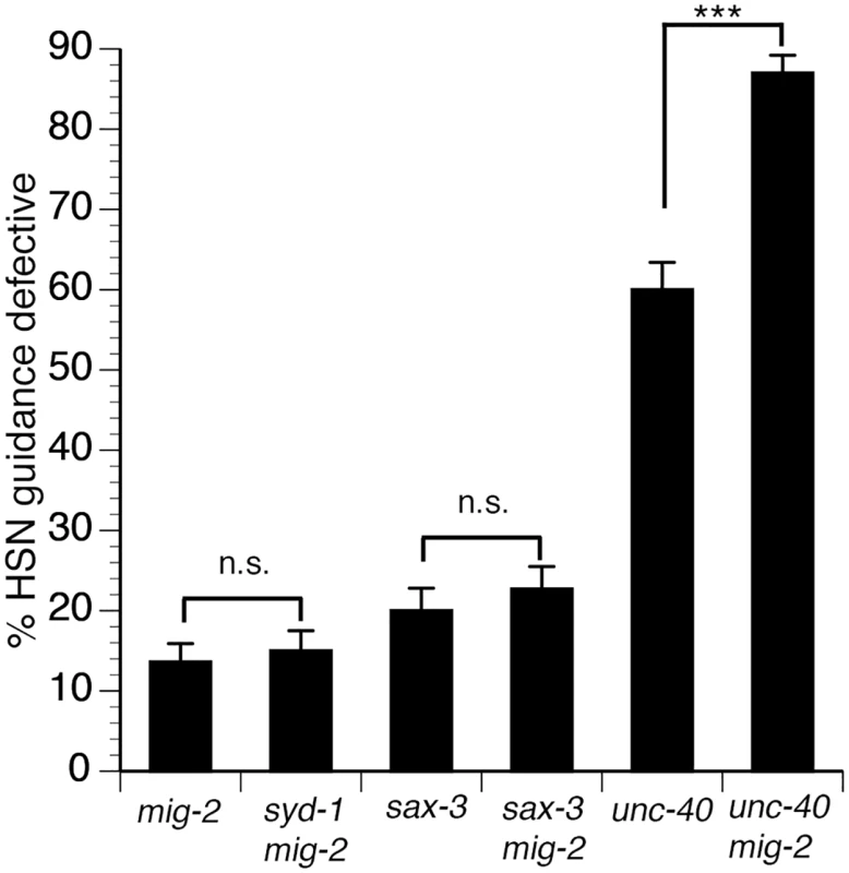 MIG-2 functions with SAX-3 to regulate axon guidance.