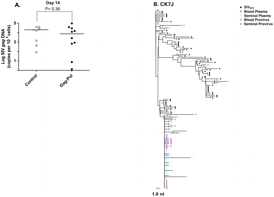 Source of SIV in the semen-associated cell fraction.