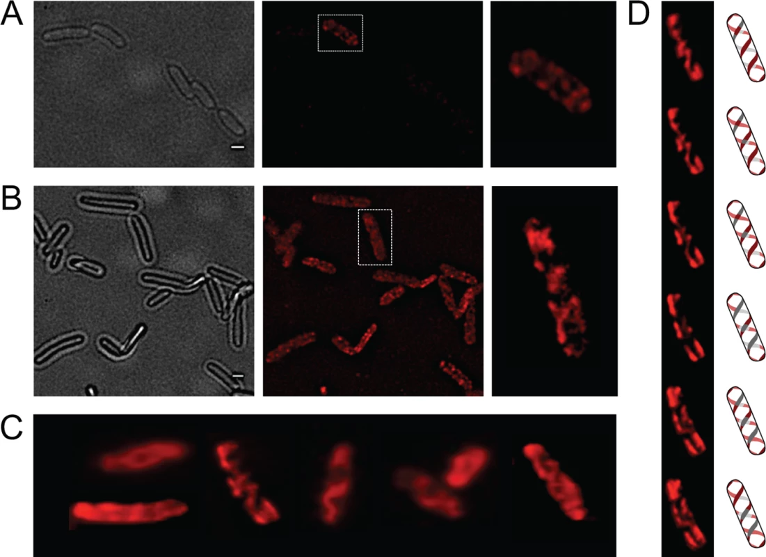 Analysis of OpvA and OpvB localization by fluorescence microscopy.