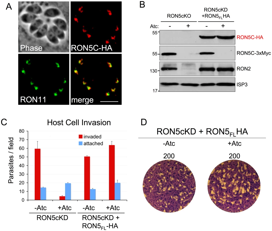 Establishment of a RON5cKD functional complementation system.