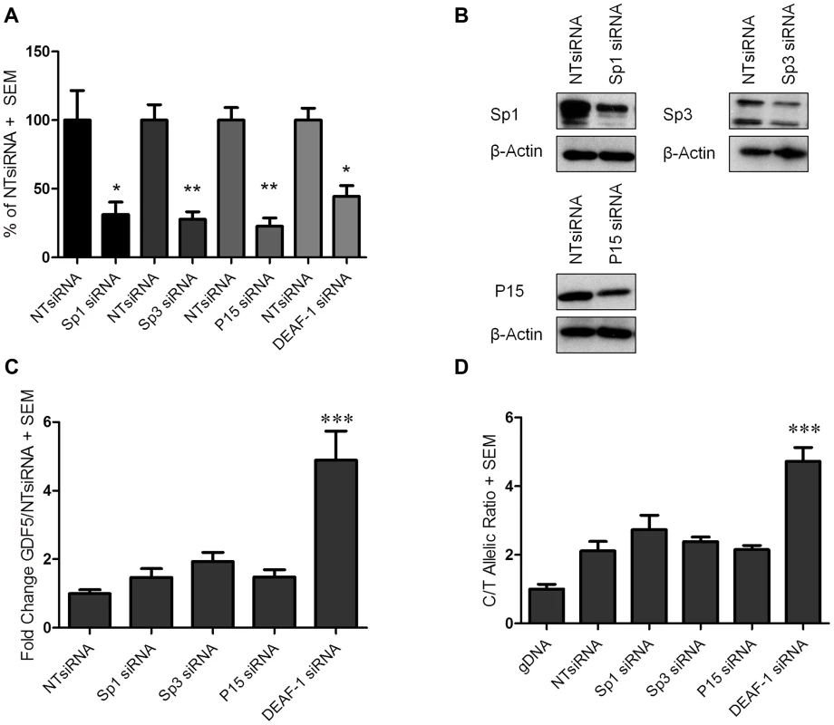 <i>GDF5</i> expression following Sp1, Sp3, P15 and DEAF-1 depletion.