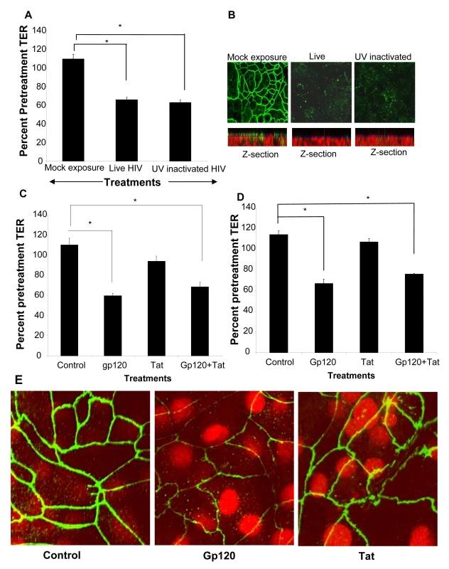 HIV-1 induced barrier permeability is independent of viral replication.