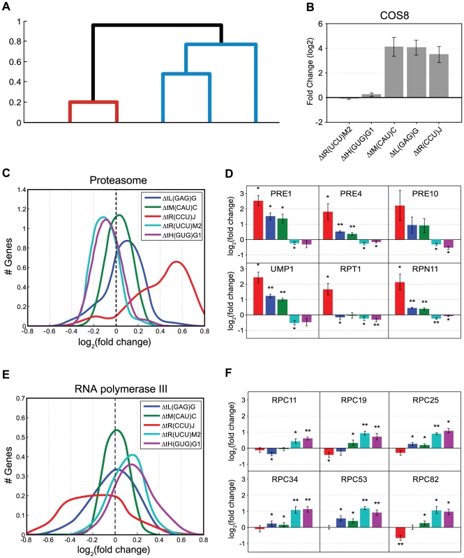 Molecular response to changes in the tRNA pool.