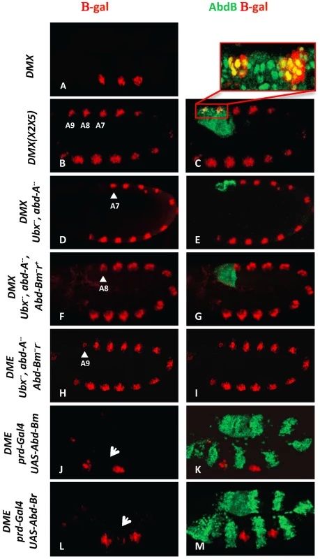 AbdB m and r isoforms repress <i>Dll</i> in the posterior abdominal segments A8 and A9.